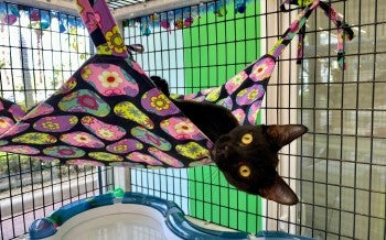 Cat in a catio